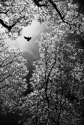 Great Outdoors Competition