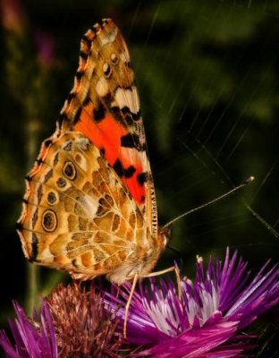 sample image created by Vagelis Giotopoulos