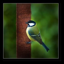 sample image created by John Rose