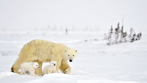 Treasures of Nature